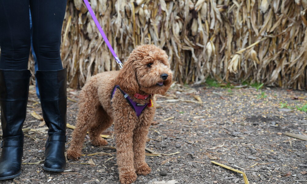 Yappy Hour in The Barkgarden