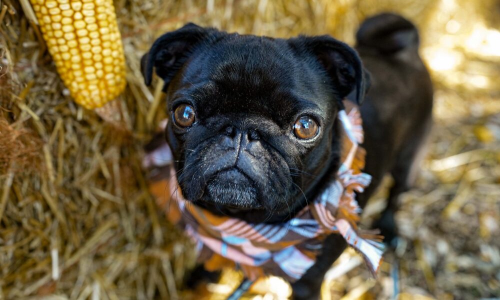 Yappy Hour in The Barkgarden