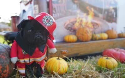 Yappy Hour at The Barkgarden